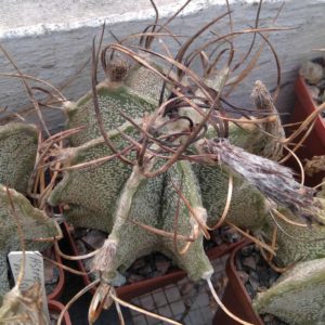 Astrophytum capricorne "Weisse Stachel" -cube-6cm-