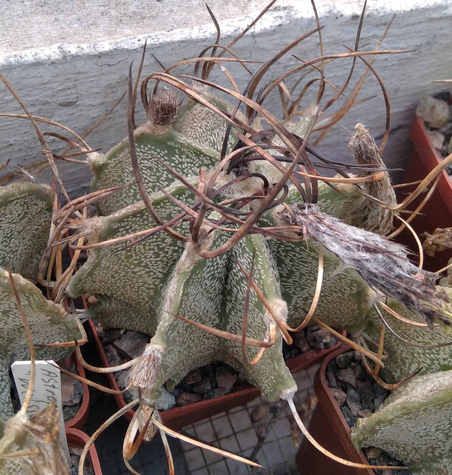 Astrophytum capricorne "Weisse Stachel" -cube-6cm-