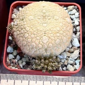 pseudolithos eylensis