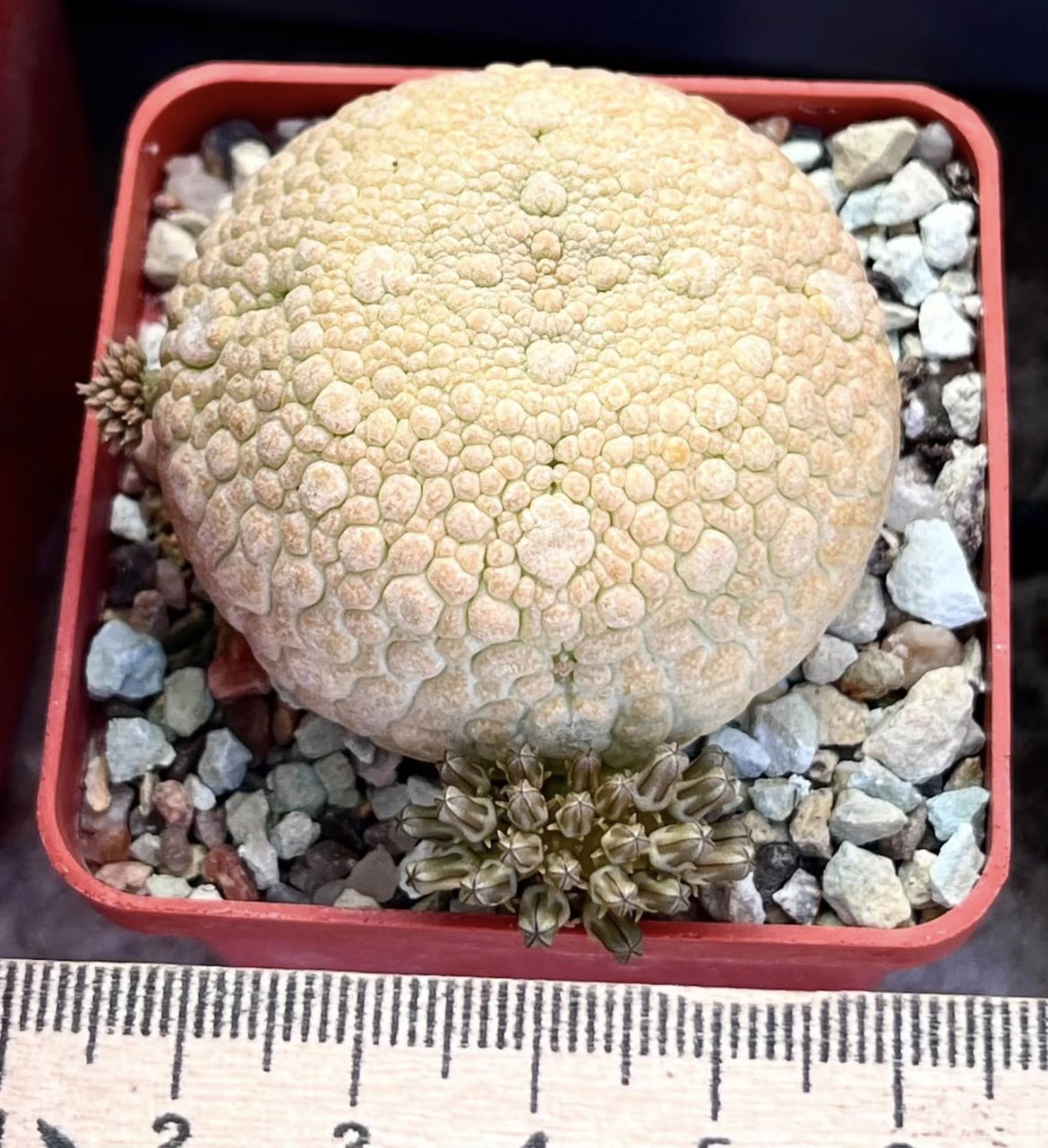 pseudolithos eylensis