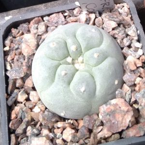 Lophophora fricii -El Amparo- cube-5cm-