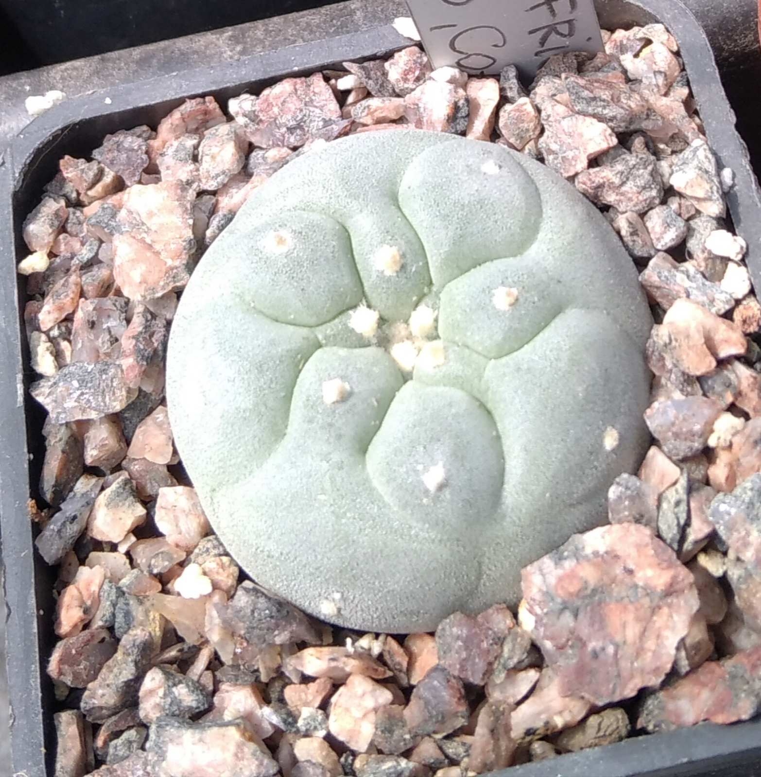 Lophophora fricii -El Amparo- cube-5cm-