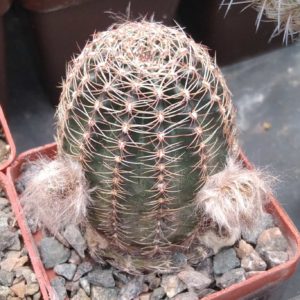 Lobivia rebutioides P219 -cube-6cm- суперквіти-