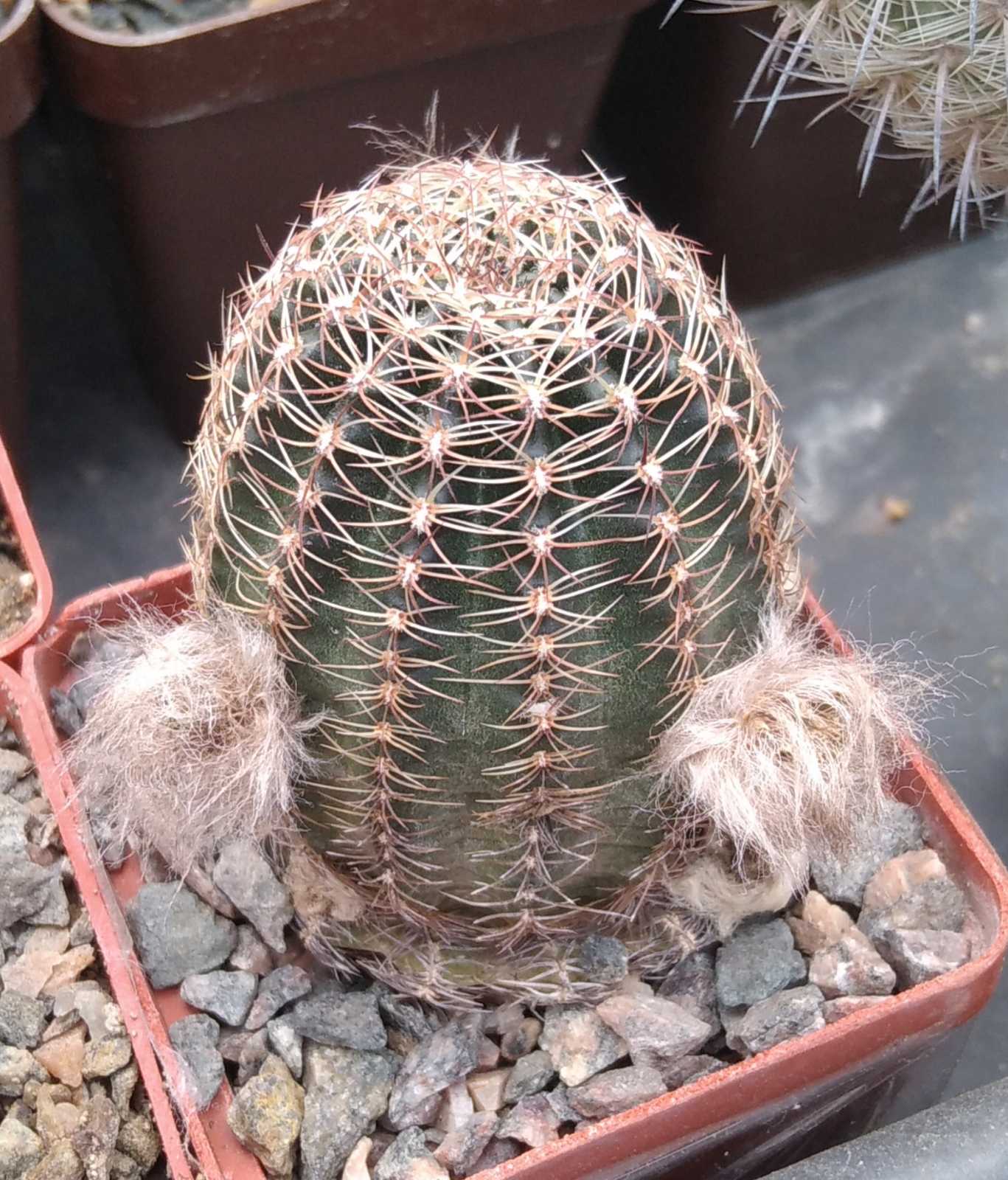 Lobivia rebutioides P219 -cube-6cm- суперквіти-