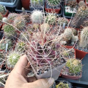 Ferocactus hamathacanthus  v. longihamatus-    cube-7cm-