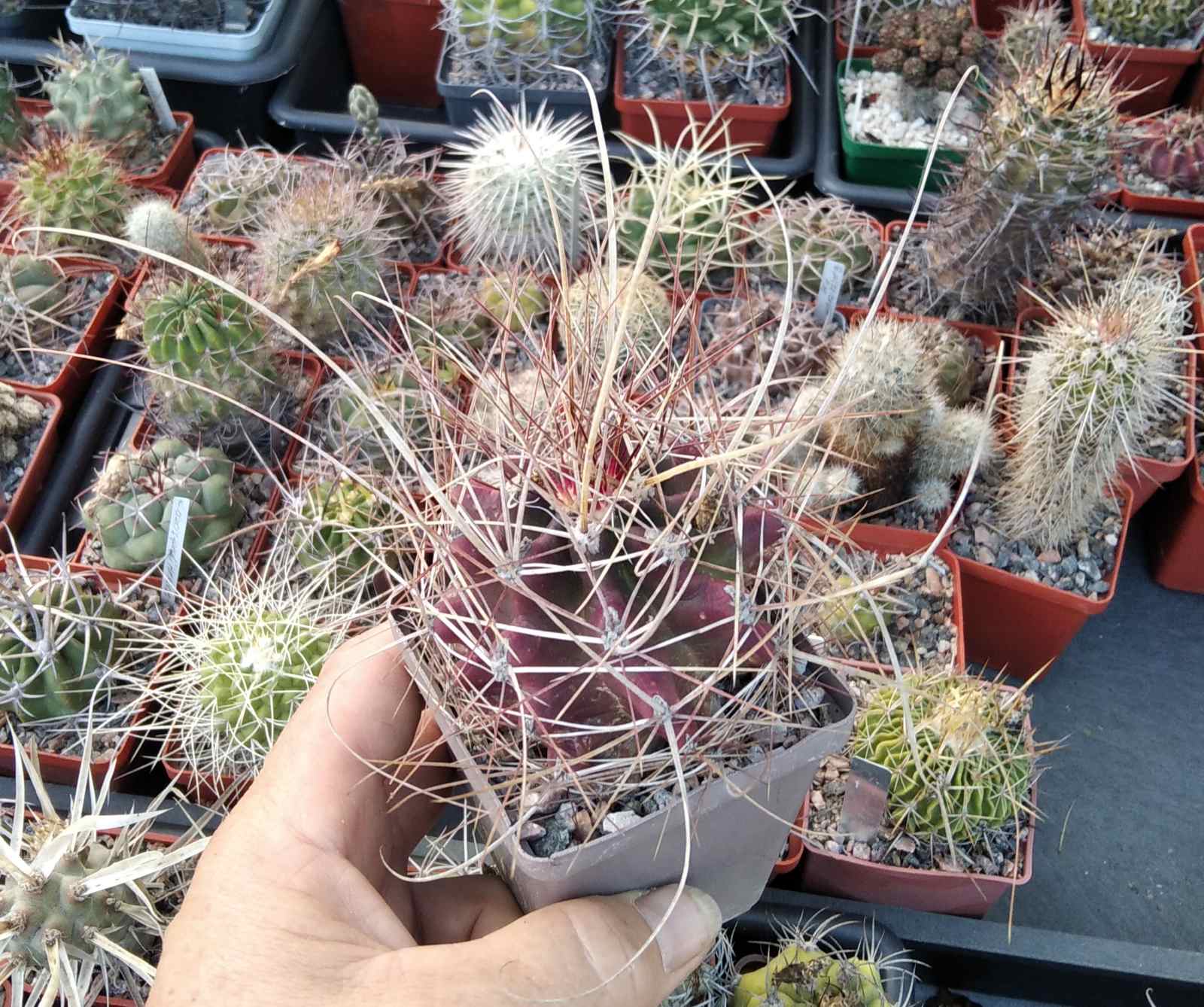 Ferocactus hamathacanthus  v. longihamatus-    cube-7cm-