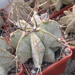 Astrophytum capricorne "Weisse Stachel" -cube-6cm-