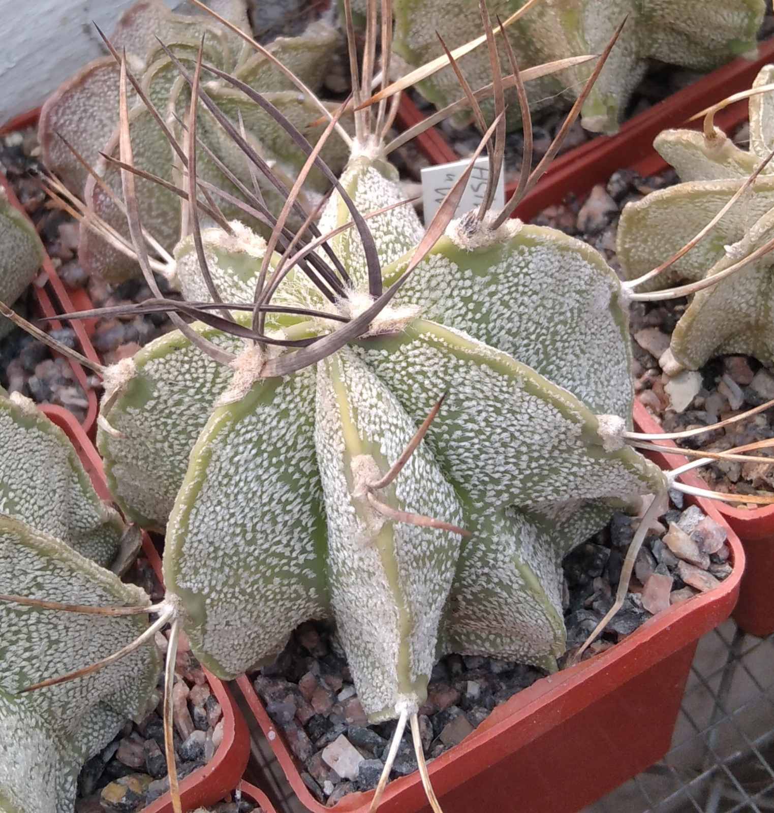 Astrophytum capricorne "Weisse Stachel" -cube-6cm-