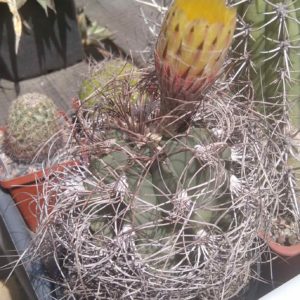 Astrophytum senile -горщик-12см-  (колекційний)