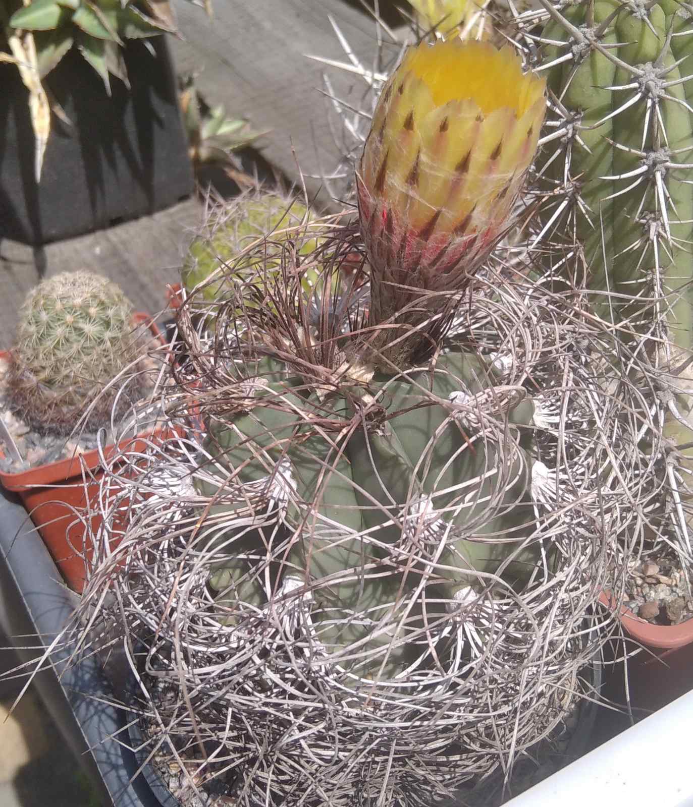 Astrophytum senile -горщик-12см-  (колекційний)
