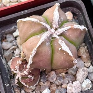 astrophytum hakujo monstrosa