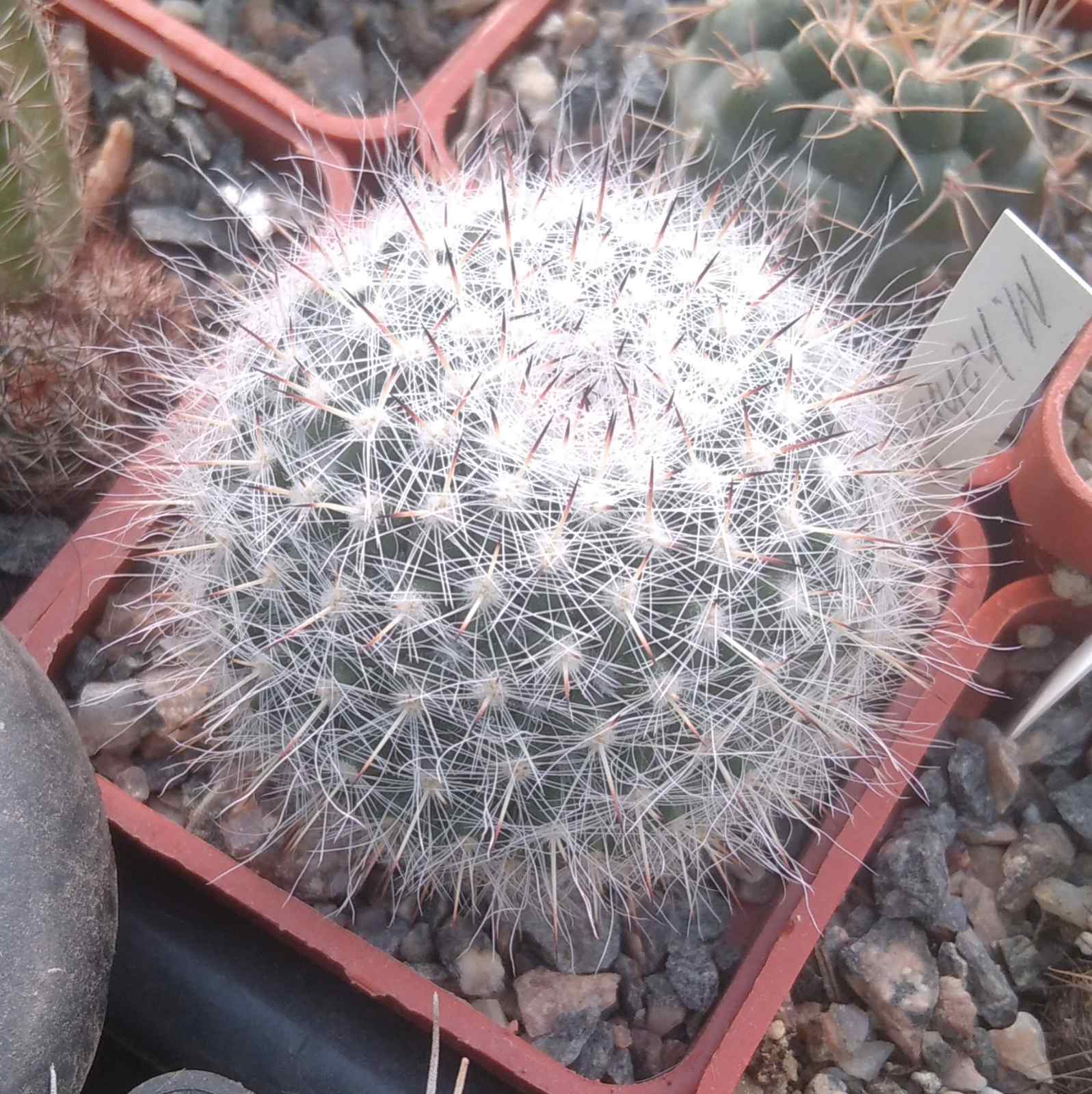 Mammillaria hahniana -cube-5cm-