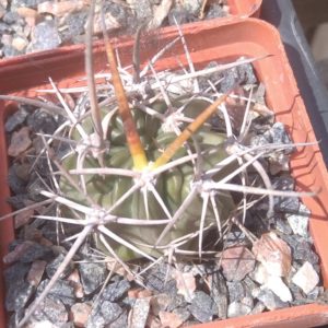 Lobivia ferox -cube-5cm-