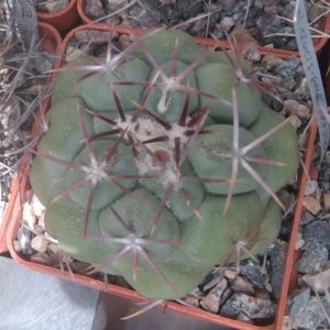Thelocactus hexaedophorus -cube-6cm-