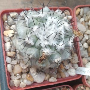 Copiapoa marginata v. bridgesii -nice blue form!-cube-8cm-своє коріння-