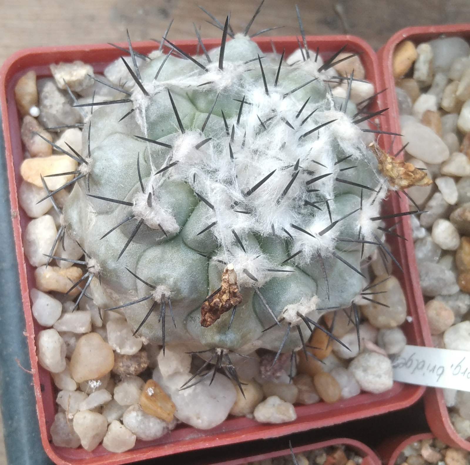 Copiapoa marginata v. bridgesii -nice blue form!-cube-8cm-своє коріння-