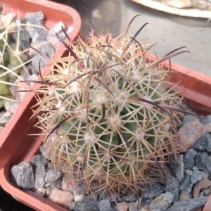 Echinomastus unguispinus -Bermijillo- nice form-своє коріння- cube-5cm-