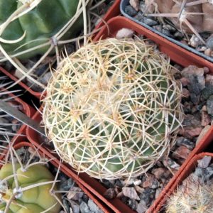 Coryphantha pseudoradians FO-047- cube-6cm-