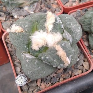 Ariocarpus cv."Godzilla"x lloydii -cube-6cm-прихована надійна підщепа-