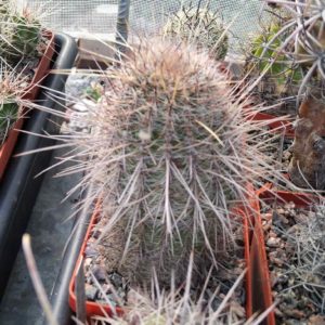 Lobivia aurea v. leucomala -cube-7cm-