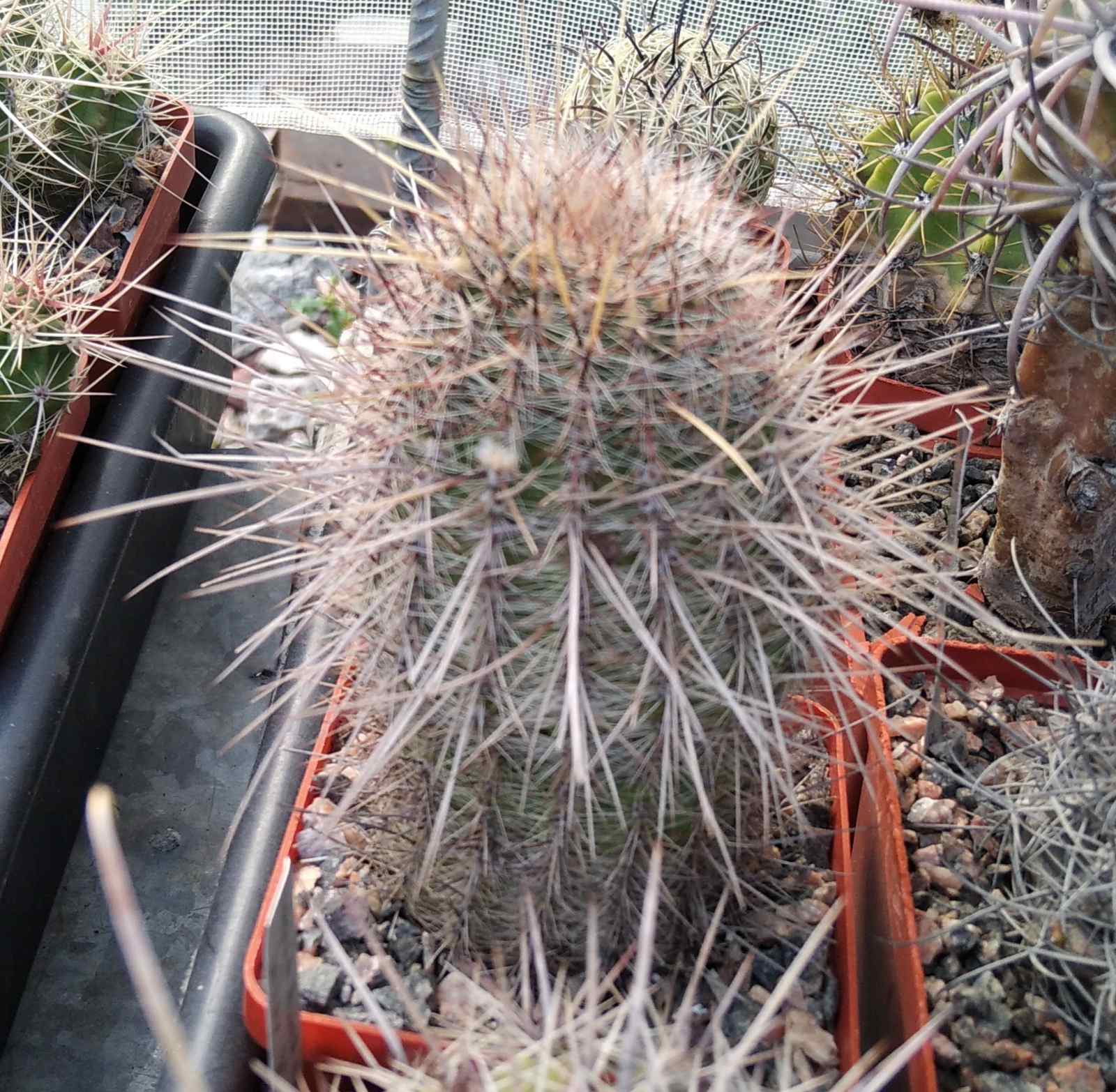 Lobivia aurea v. leucomala -cube-7cm-