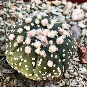 astrophytum hanazono