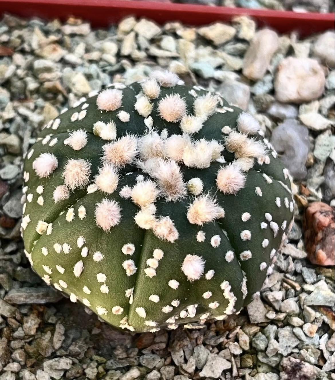 astrophytum hanazono