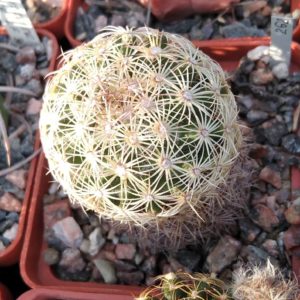 Coryphantha delaetiana L1230 - cube-6cm-