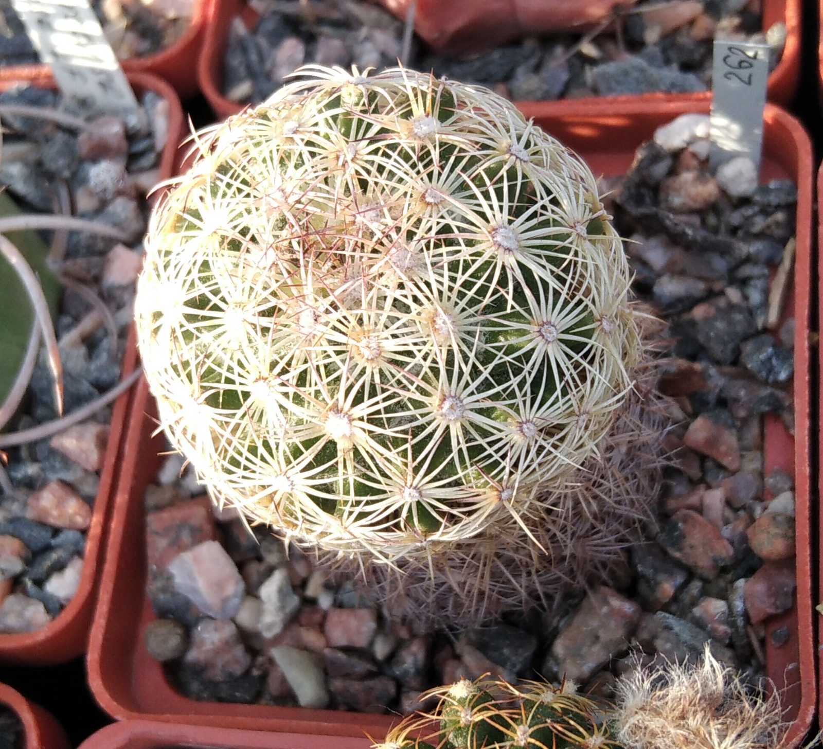 Coryphantha delaetiana L1230 - cube-6cm-