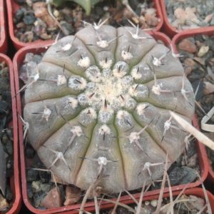 Gymn. riojense v. guasayense KP258 -cube-6cm- (більше 10 років)