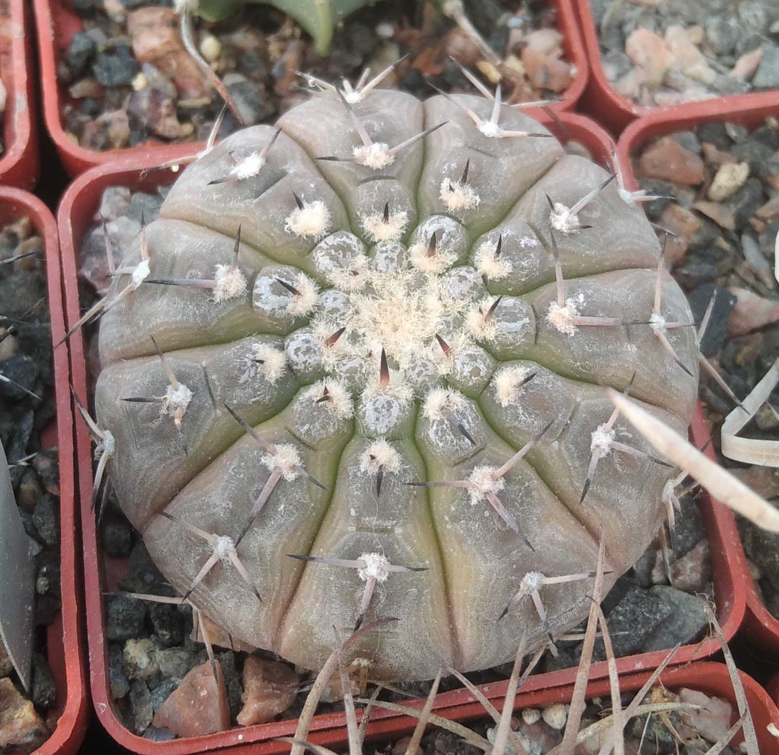 Gymn. riojense v. guasayense KP258 -cube-6cm- (більше 10 років)