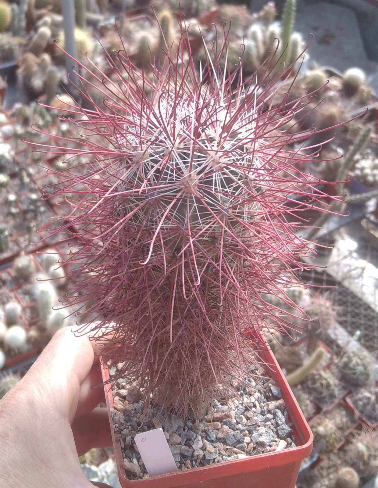 Sclerocactus polyancistrus RP15 -Mesa Garden- cube-8cm-рідкість-