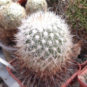 Thelocactus macdowelii -Mesa Garden- cube-6cm-
