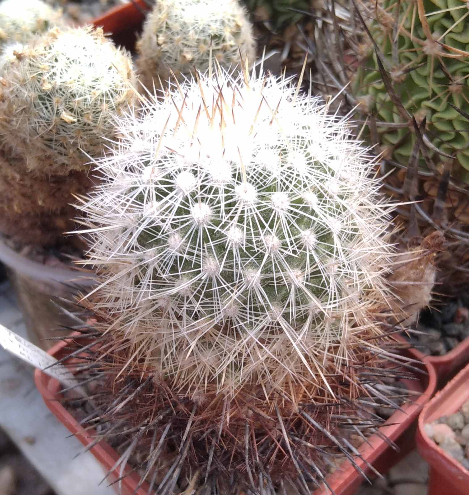 Thelocactus macdowelii -Mesa Garden- cube-6cm-
