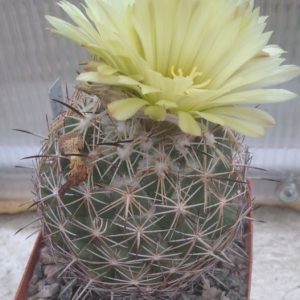 Coryphantha reduncuispina -cube-9cm- колекційна -
