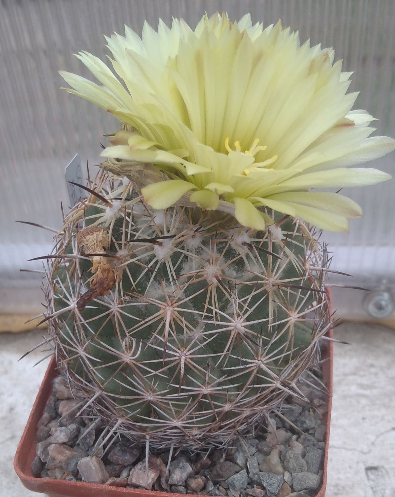 Coryphantha reduncuispina -cube-9cm- колекційна -