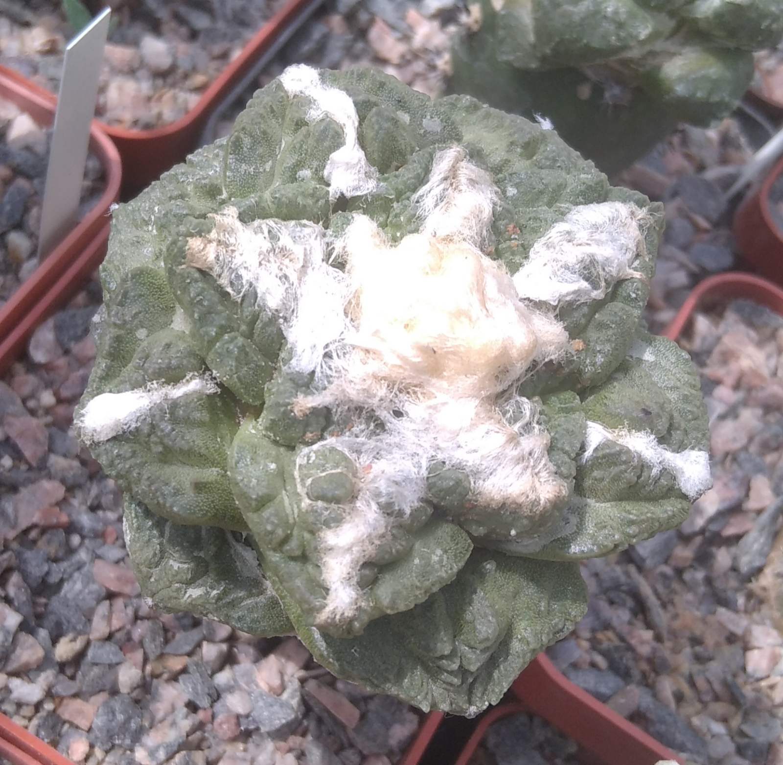 Ariocarpus cv "Godzilla" x fissuratus -cube-7cm- diam. - біля 6см- надійна багаторічна  підщепа -