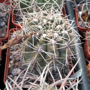 Gymnocalycium gibbosum v. ferox -MG-