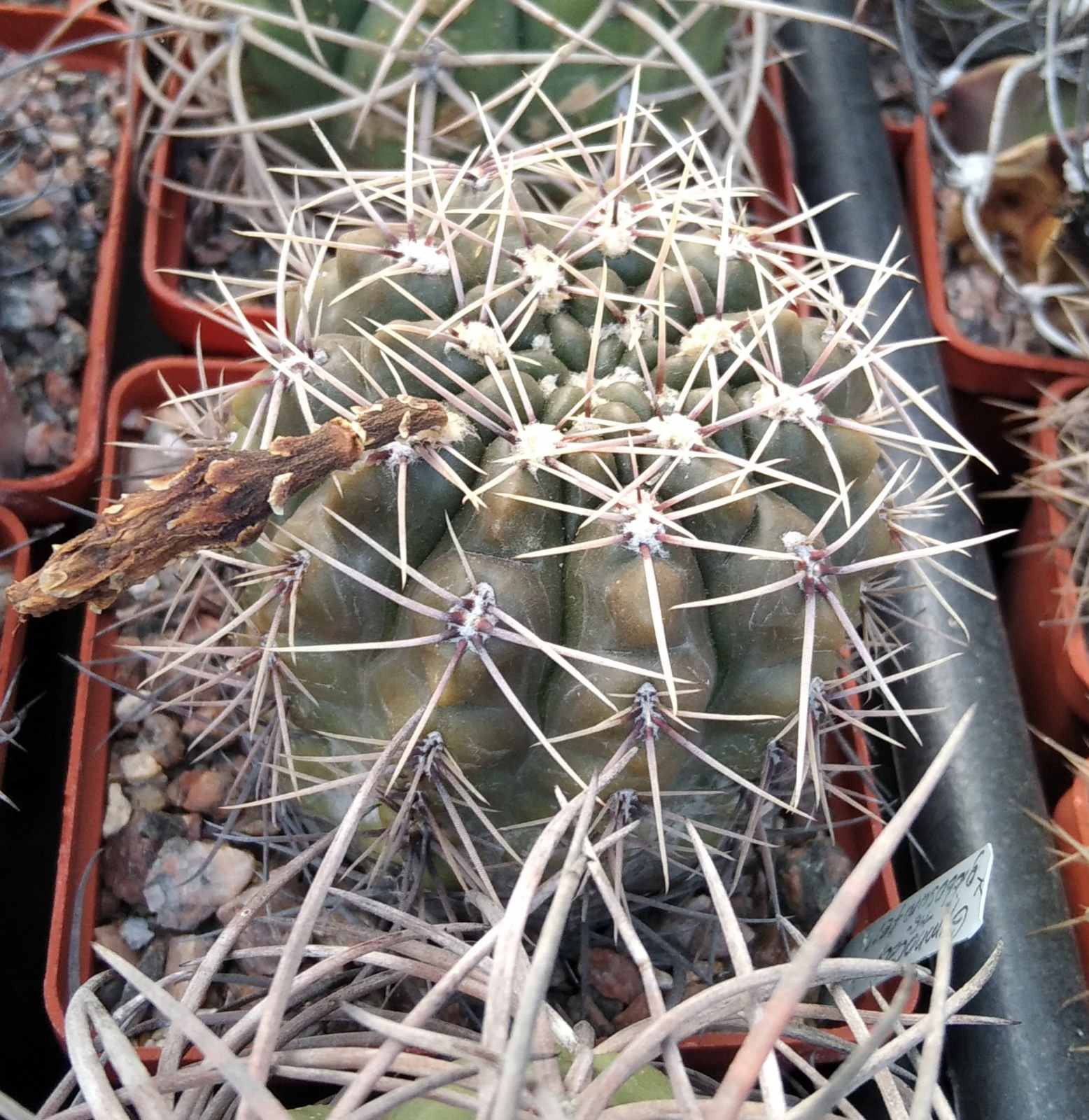 Gymnocalycium gibbosum v. ferox -MG-