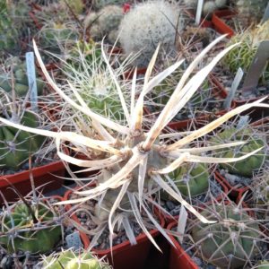 Tephrocactus art. v. papyracanthus -cube-5cm-