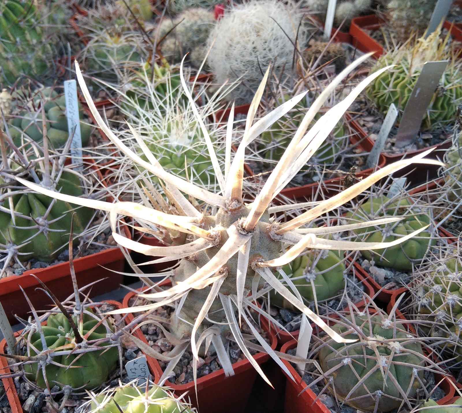 Tephrocactus art. v. papyracanthus -cube-5cm-