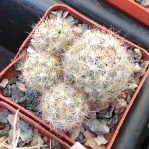 Mammillaria prolifera v. texana SB856 -cube-6cm-