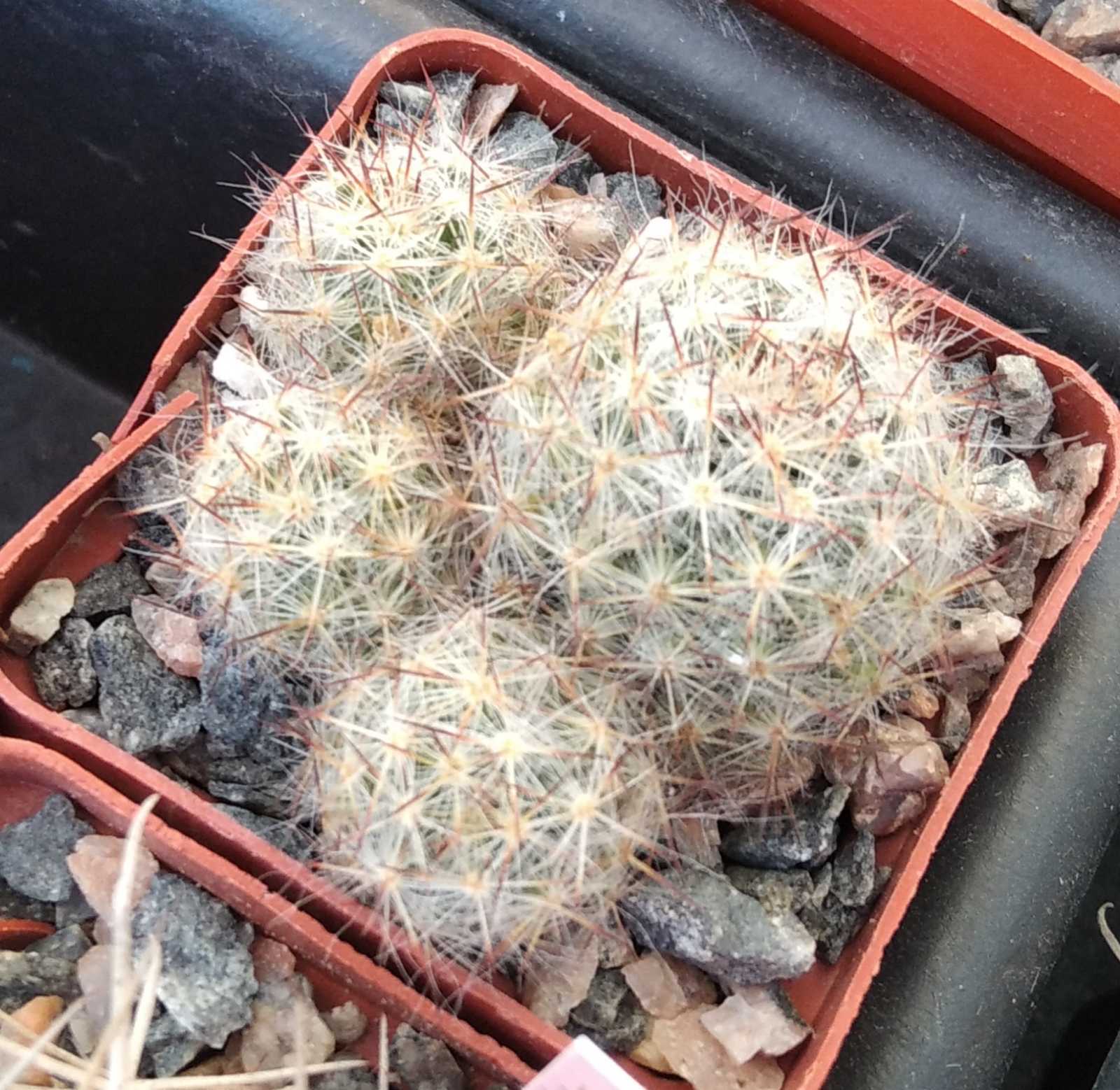 Mammillaria prolifera v. texana SB856 -cube-6cm-