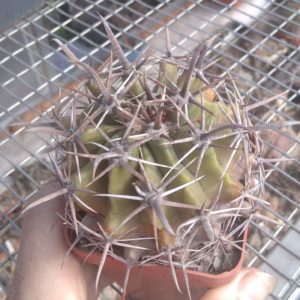 Ferocactus horridus -cube-7cm-