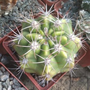 Gymnocalycium mostii -cube-7cm-