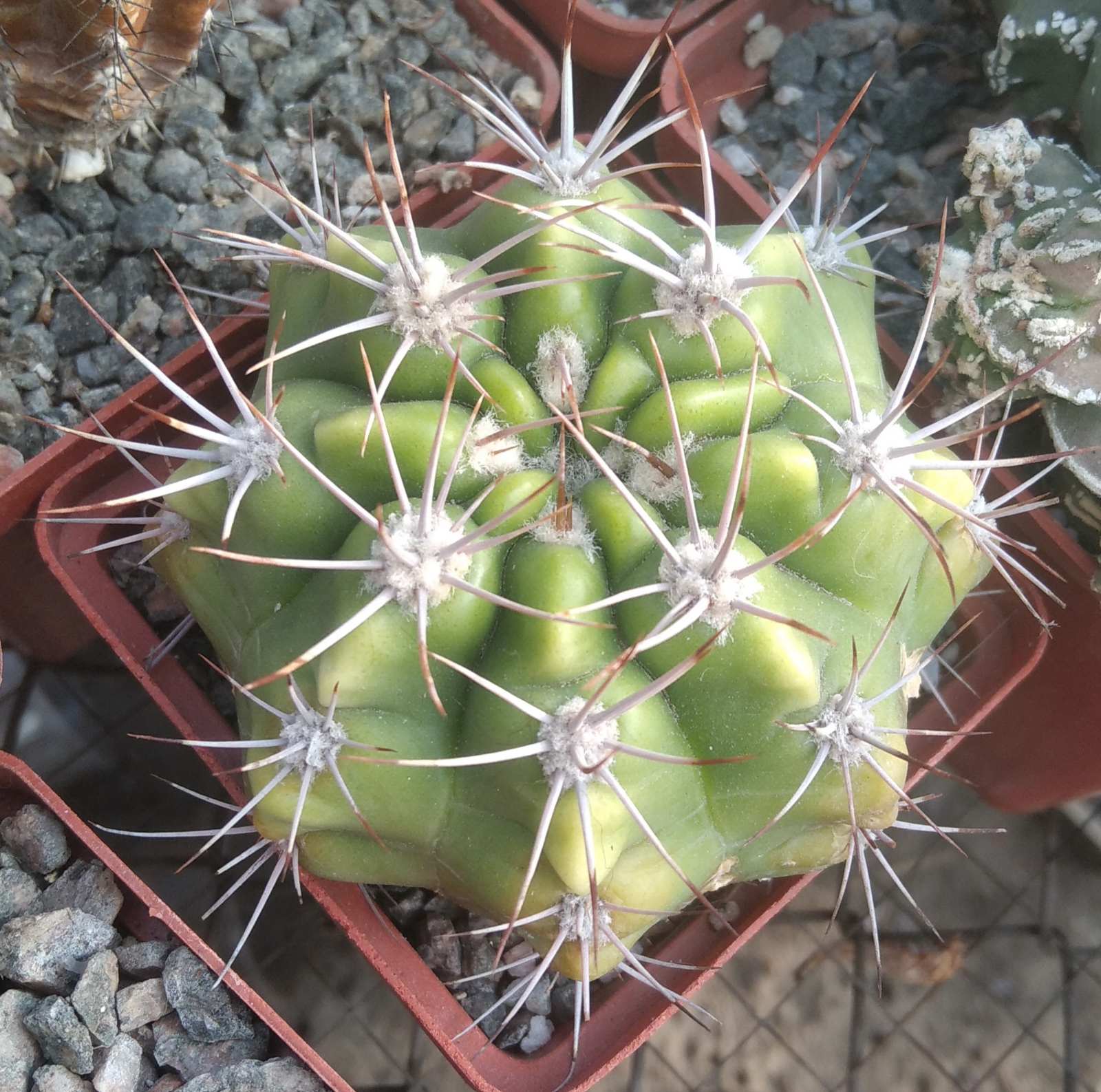 Gymnocalycium mostii -cube-7cm-