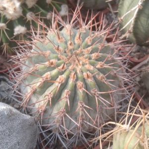 Acanthocalycium thionanthum v. copiapoides P54 -7cm-