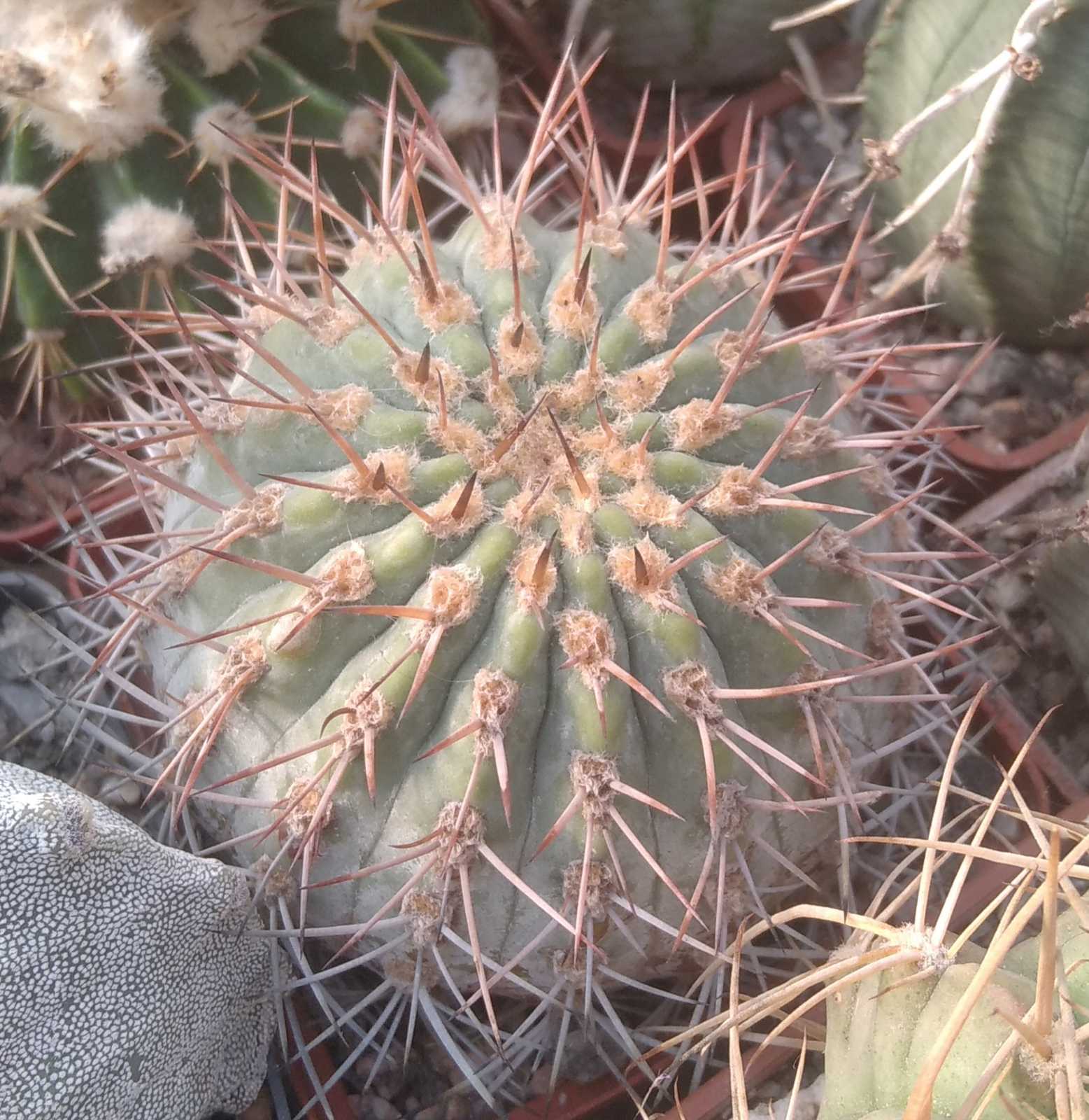 Acanthocalycium thionanthum v. copiapoides P54 -7cm-