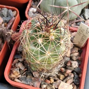 Coryphantha gladiispina SB711  -cube-5cm-