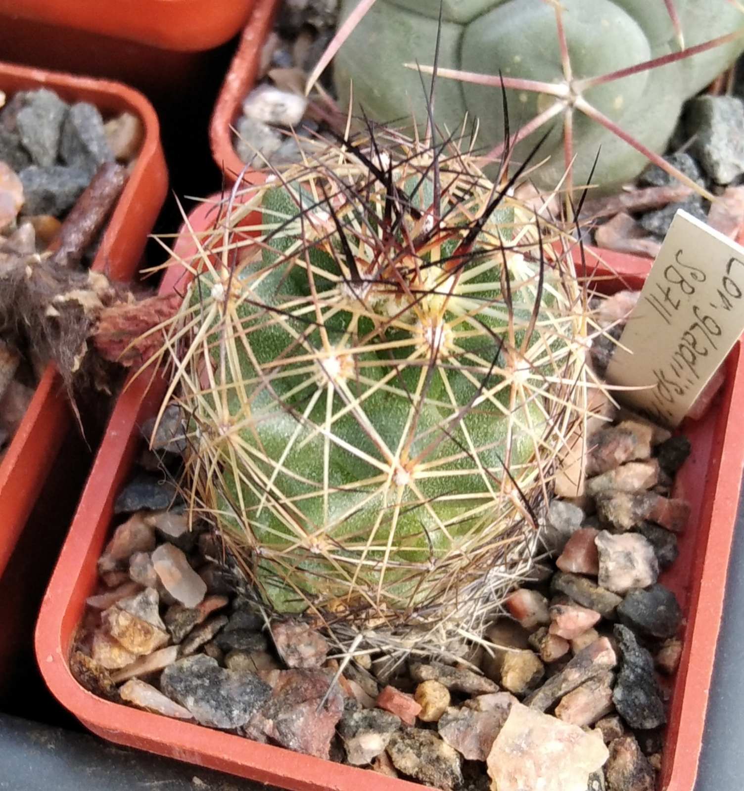 Coryphantha gladiispina SB711  -cube-5cm-
